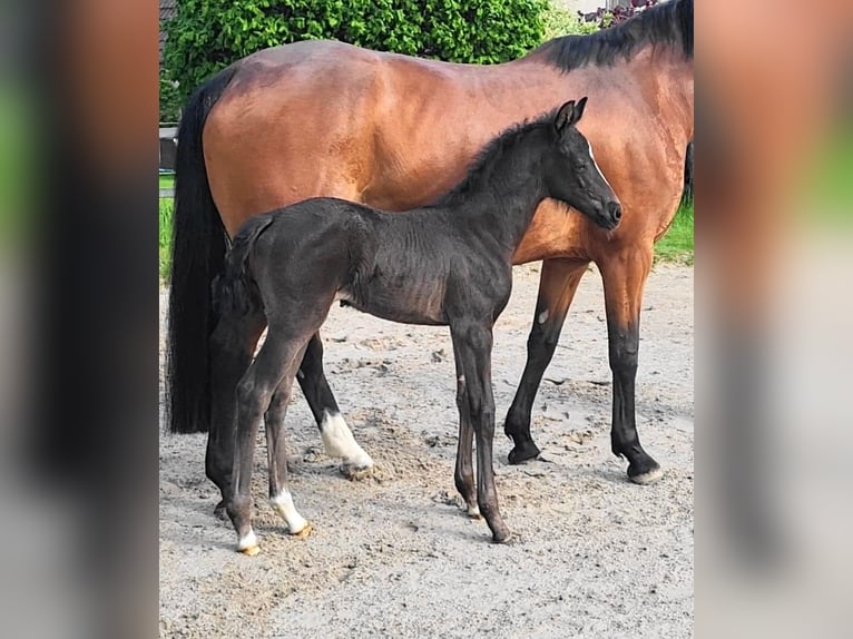 Oldenburg Mare  Black in Butjadingen