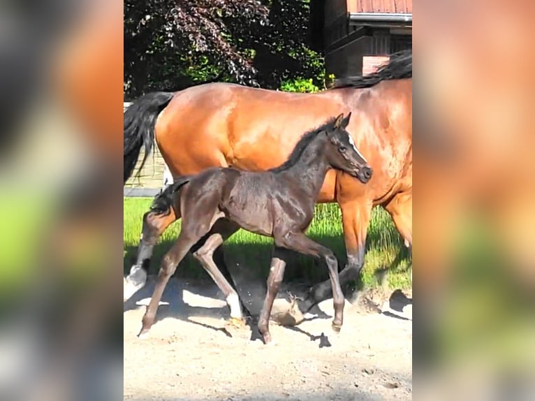 Oldenburg Mare  Black in Butjadingen