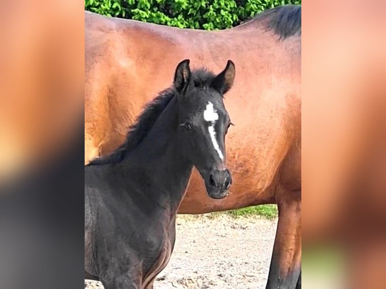 Oldenburg Mare  Black in Butjadingen