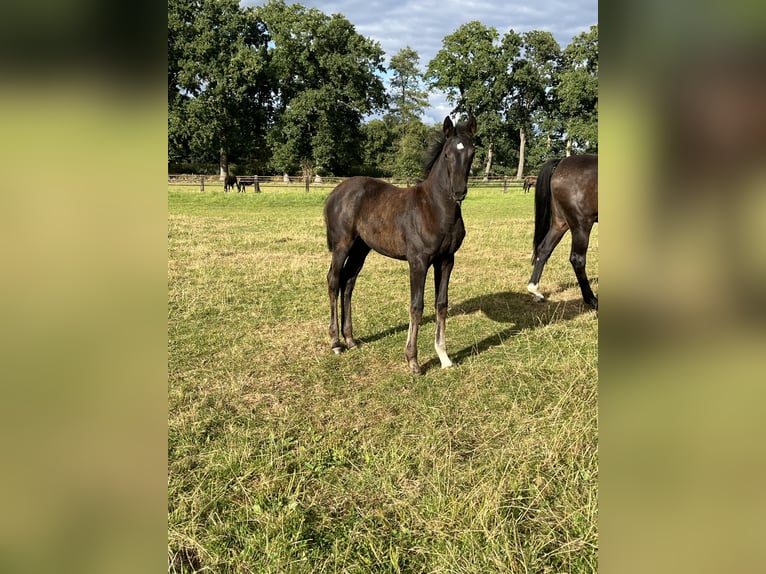 Oldenburg Mare Foal (05/2025) Black in Damme