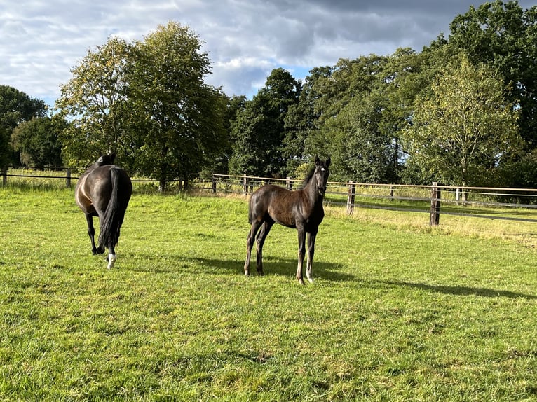 Oldenburg Mare Foal (05/2025) Black in Damme