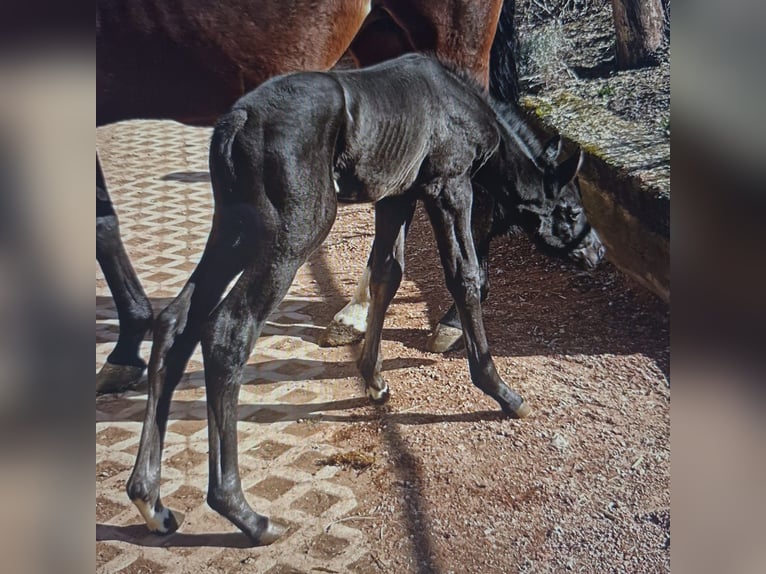 Oldenburg Mare  Black in ErfurtErfurt