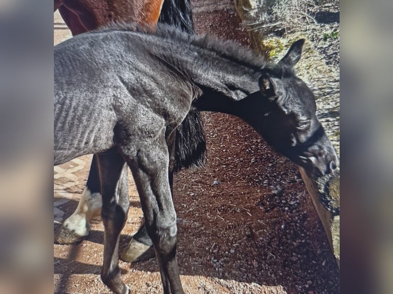 Oldenburg Mare  Black in ErfurtErfurt