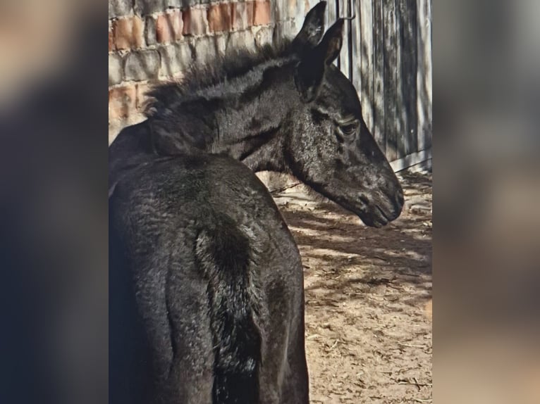Oldenburg Mare  Black in ErfurtErfurt