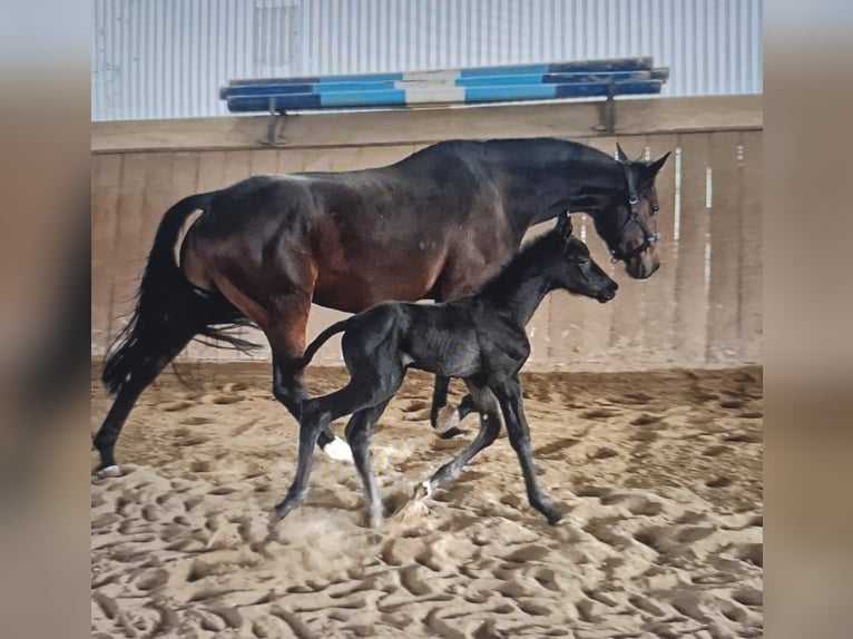 Oldenburg Mare  Black in ErfurtErfurt