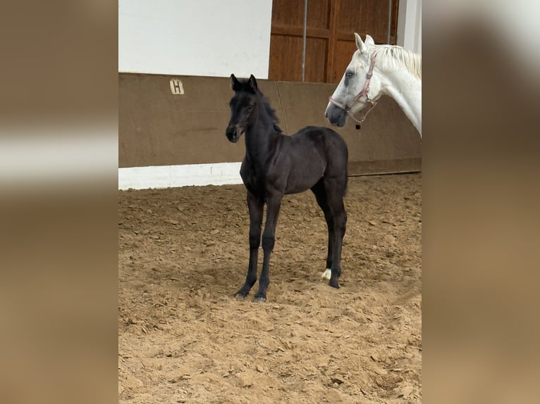Oldenburg Mare  Black in Freiburg (Elbe)