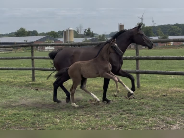 Oldenburg Mare Foal (05/2025) Black in Gescher