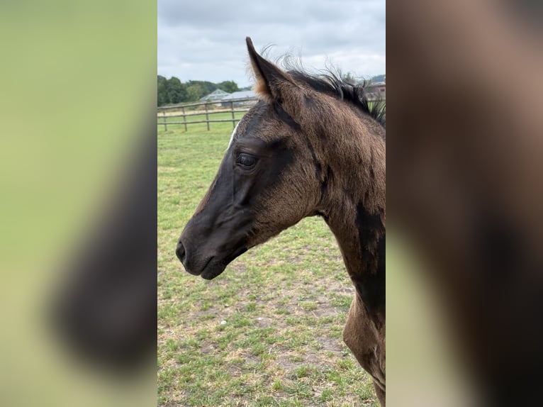 Oldenburg Mare  Black in Gescher