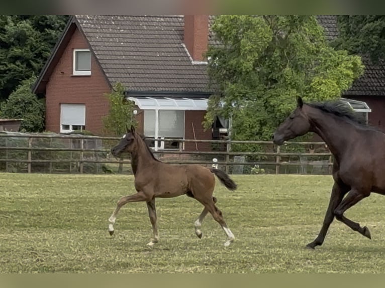 Oldenburg Mare Foal (05/2025) Black in Gescher