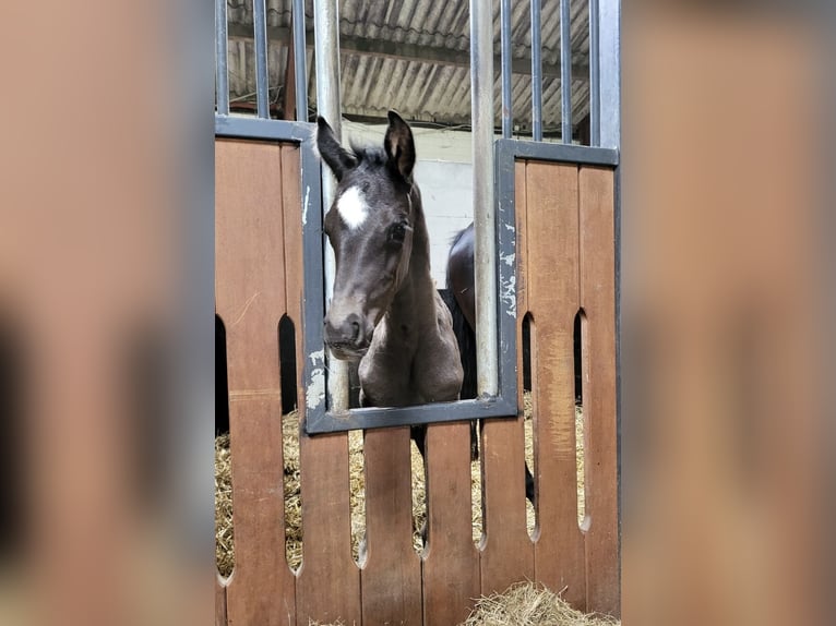 Oldenburg Mare  Black in Gescher