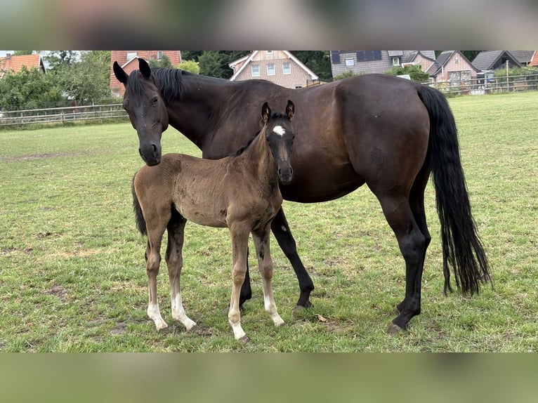 Oldenburg Mare  Black in Gescher