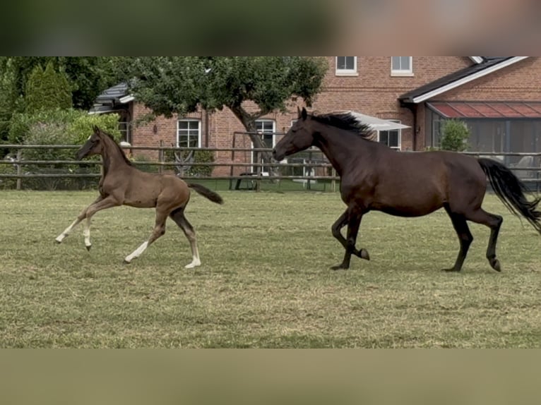 Oldenburg Mare Foal (05/2025) Black in Gescher