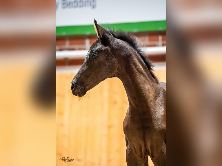 Oldenburg Mare  Black in Goldenbow
