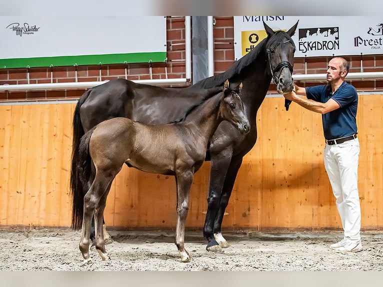 Oldenburg Mare  Black in Goldenbow