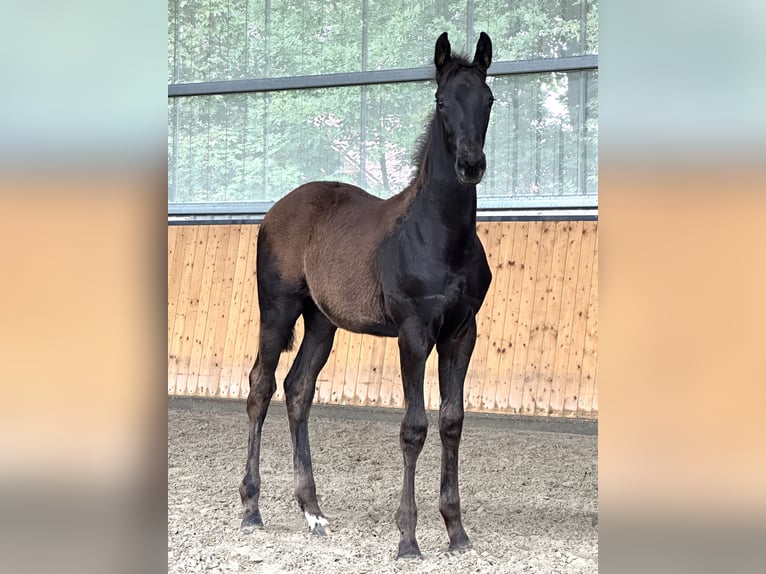 Oldenburg Mare Foal (03/2023) Black in Hohenhameln