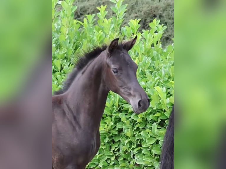 Oldenburg Mare Foal (04/2026) Black in Ostercappeln