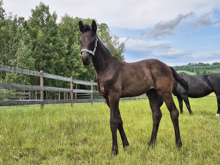 Oldenburg Mare  Black in Putzkau