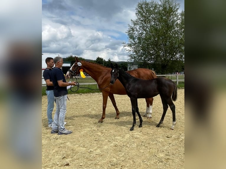 Oldenburg Mare Foal (03/2025) Black in Rastede