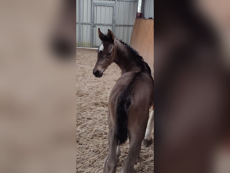 Oldenburg Mare  Black in Rastede
