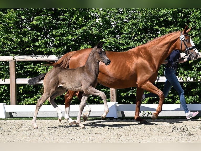 Oldenburg Mare  Black in Rastede