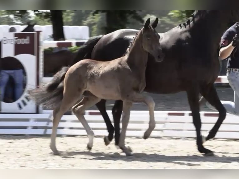 Oldenburg Mare Foal (04/2025) Black in Rennerod Oldenburg Mare Foal (04/2025) Black in Rennerod