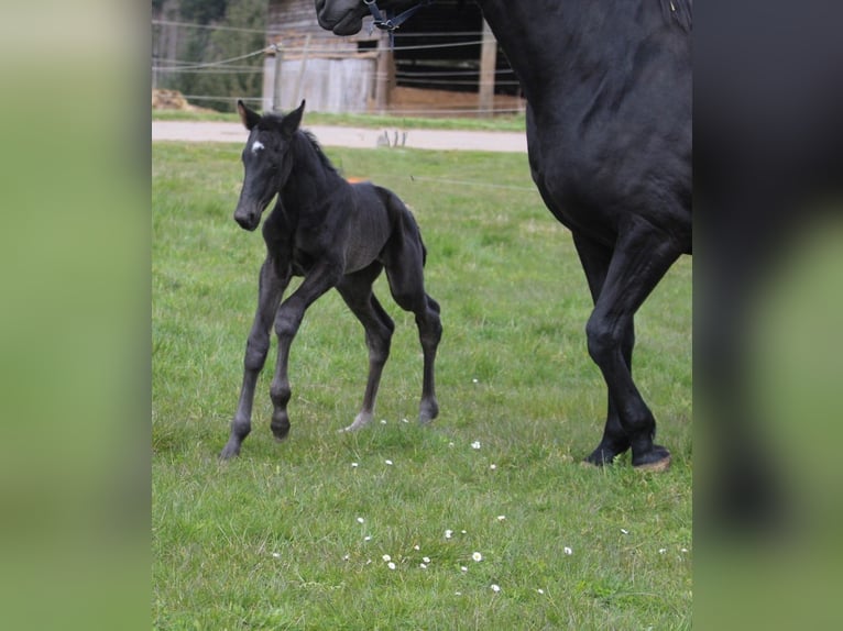 Oldenburg Mare Foal (04/2026) Black in Neuerburg