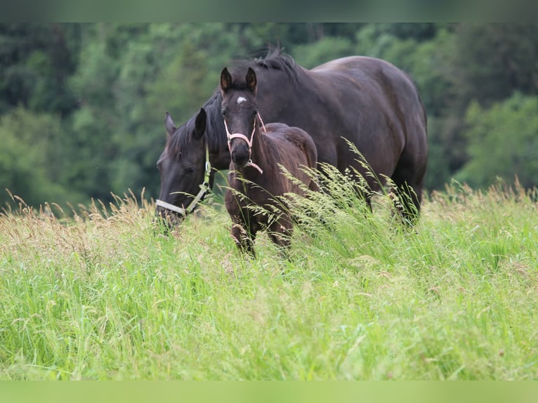 Oldenburg Mare Foal (04/2026) Black in Neuerburg