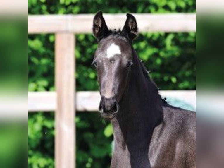 Oldenburg Mare Foal (03/2026) Black in Vechta