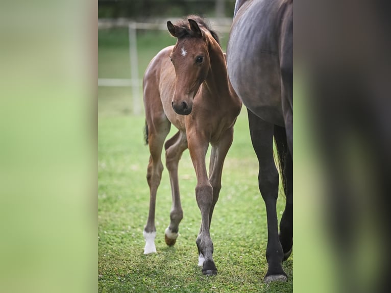 Oldenburg Mare Foal (05/2025) Brown in Affoltern am Albis