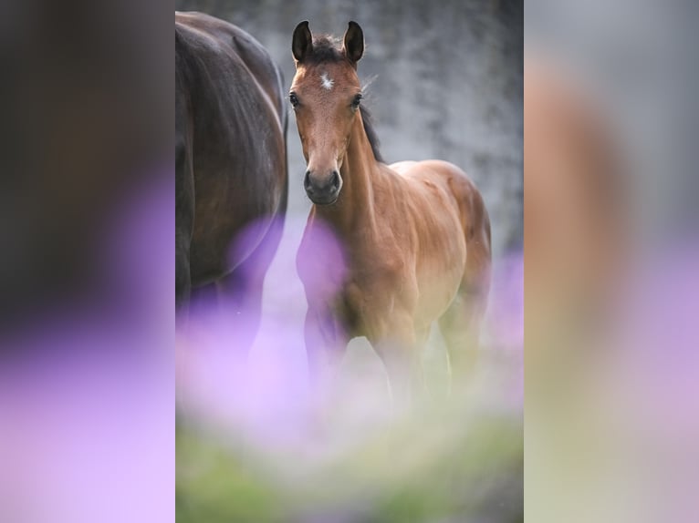 Oldenburg Mare Foal (05/2025) Brown in Affoltern am Albis
