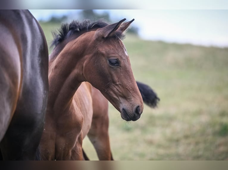 Oldenburg Mare Foal (05/2025) Brown in Affoltern am Albis