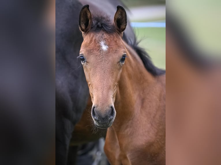 Oldenburg Mare Foal (05/2025) Brown in Affoltern am Albis