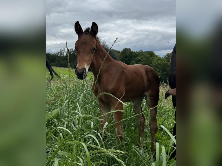 Oldenburg Mare  Brown in Anhausen