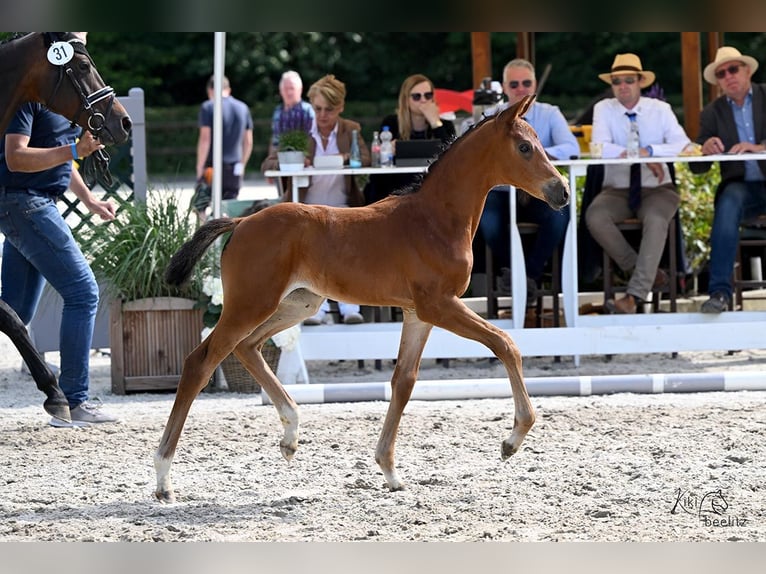 Oldenburg Mare  Brown in Anhausen