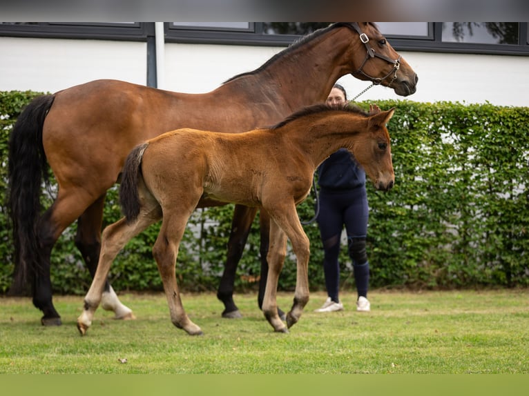 Oldenburg Mare Foal (05/2026) Brown in Antwerp