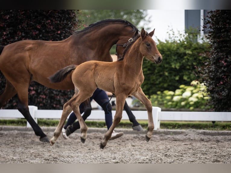 Oldenburg Mare Foal (05/2026) Brown in Antwerp