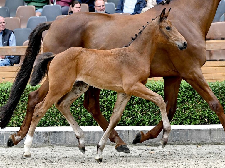 Oldenburg Mare Foal (05/2025) Brown in Bad Bevensen