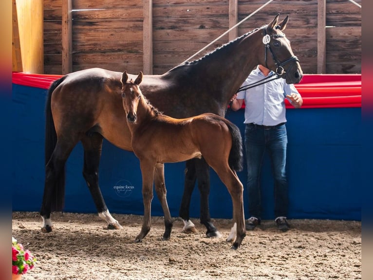Oldenburg Mare  Brown in Ketzin