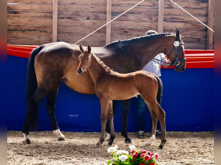 Oldenburg Mare  Brown in Ketzin