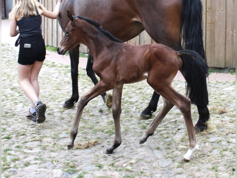 Oldenburg Mare Foal (06/2024) Brown in Hankensbüttel