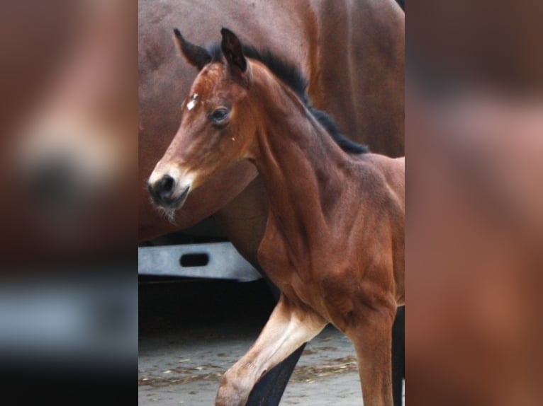 Oldenburg Mare Foal (06/2024) Brown in Hankensbüttel