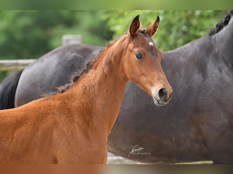 Oldenburg Mare  Brown in Helferskirchen