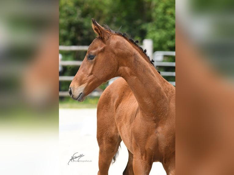 Oldenburg Mare Foal (01/2025) Brown in Helferskirchen