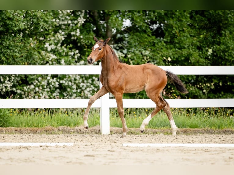 Oldenburg Mare Foal (04/2024) Brown in Helferskirchen