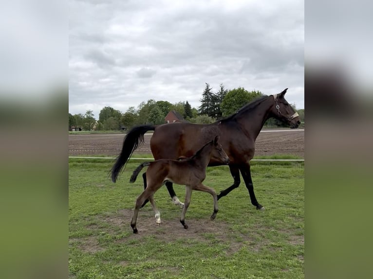 Oldenburg Mare  Brown in Nordhorn