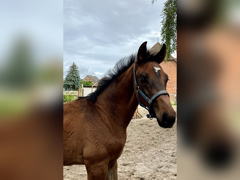 Oldenburg Mare Foal (04/2025) Brown in Pattensen