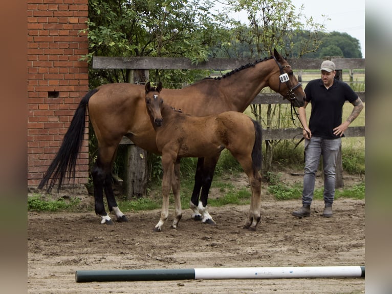 Oldenburg Mare Foal (04/2025) Brown in Pattensen