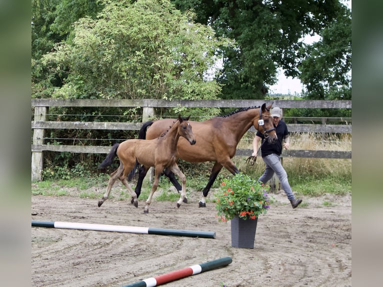 Oldenburg Mare Foal (04/2025) Brown in Pattensen