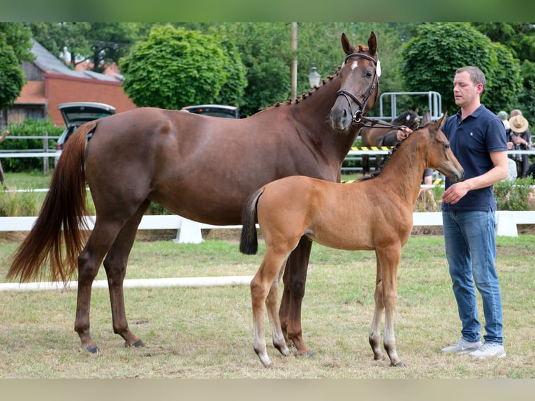 Oldenburg Mare Foal (05/2025) Brown in Ostbevern