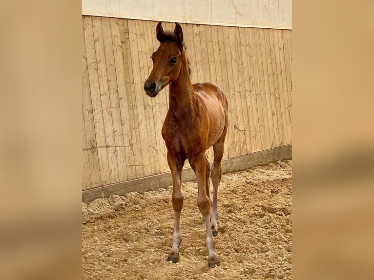 Oldenburg Mare Foal (05/2025) Brown in Ostbevern